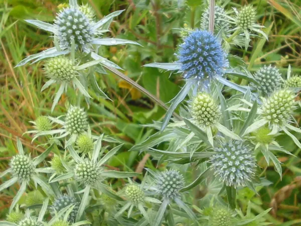 Edeldistel