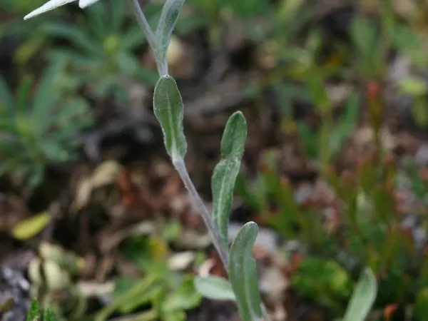 Edelweiß
