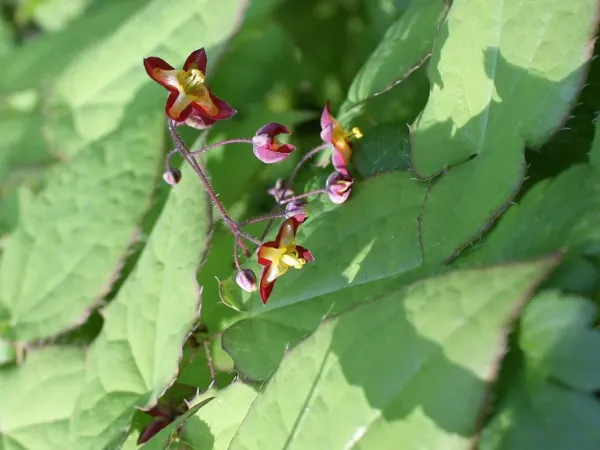 Elfenblume (Epimedium)