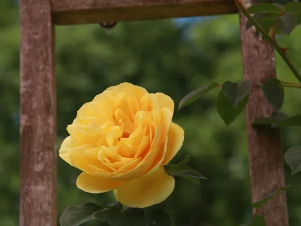Englische Rose