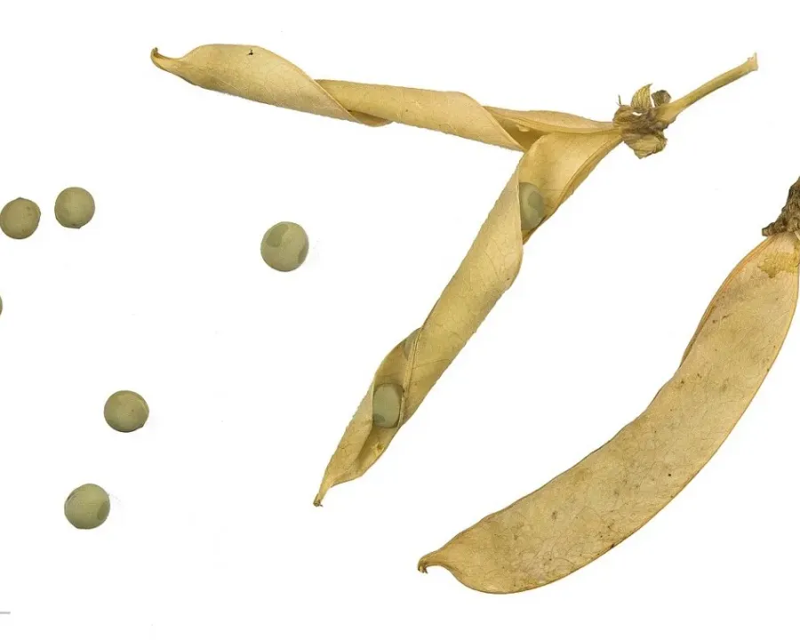 Erbse