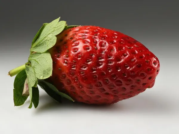 Erdbeere