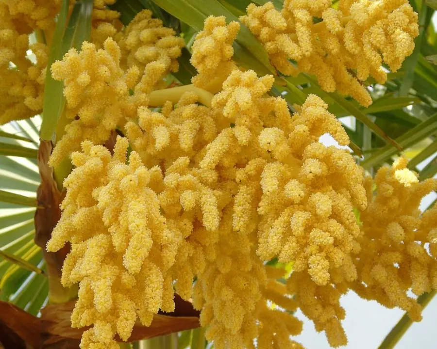 Zierhanfpalme