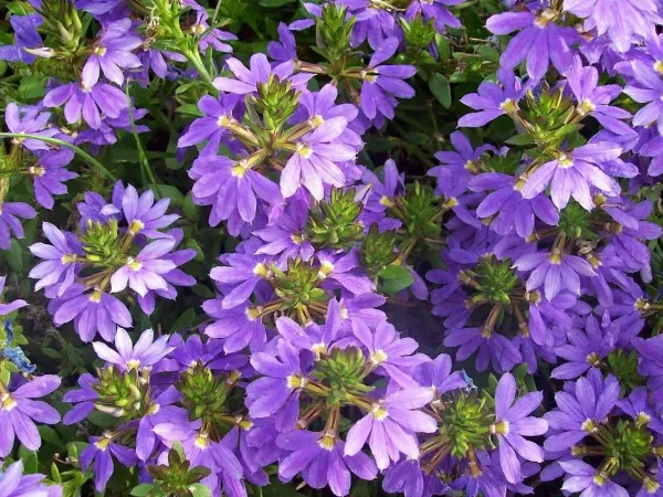 Fächerblume