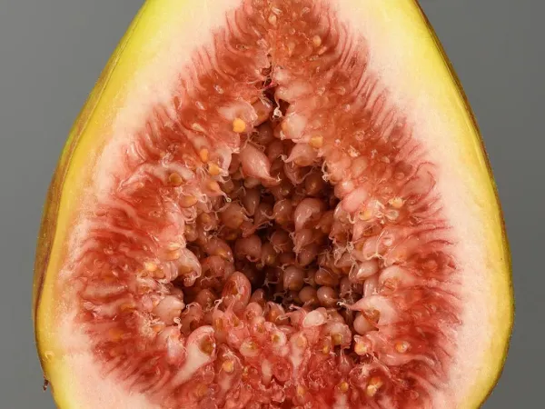 Feigenbaum