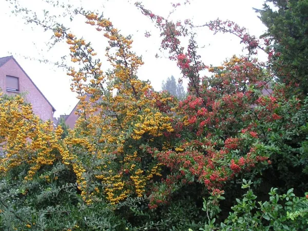 Feuerdorn (Pyracantha)