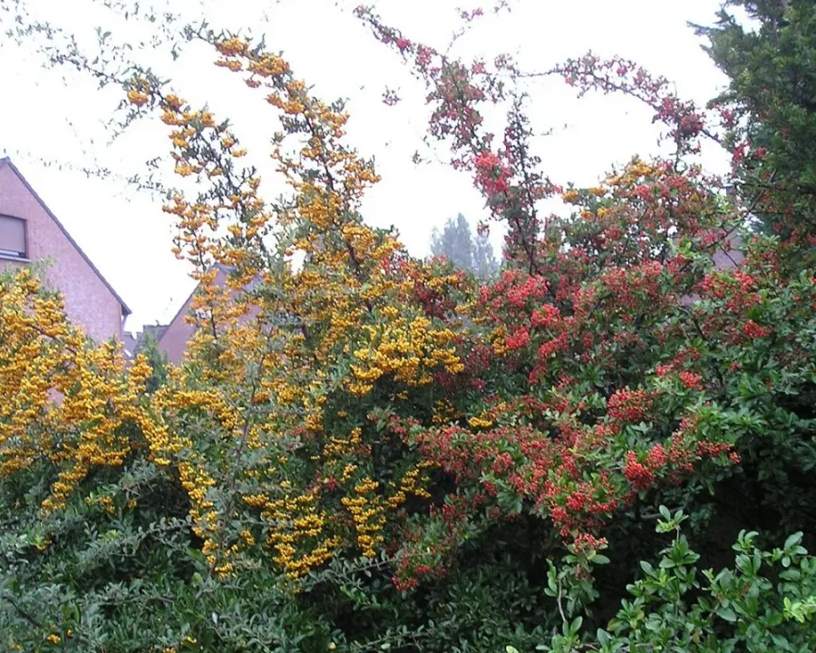 Feuerdorn (Pyracantha)