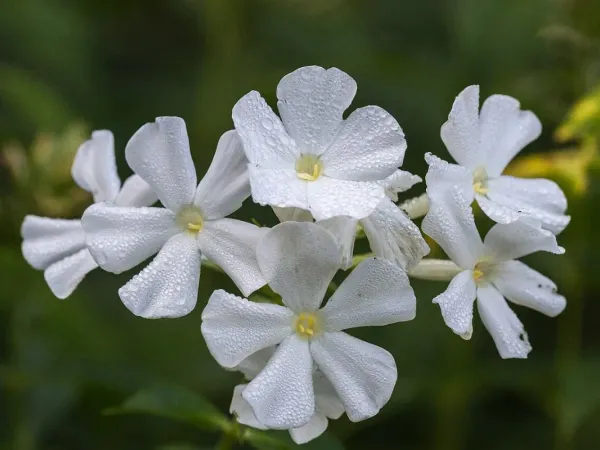 Flammenblume