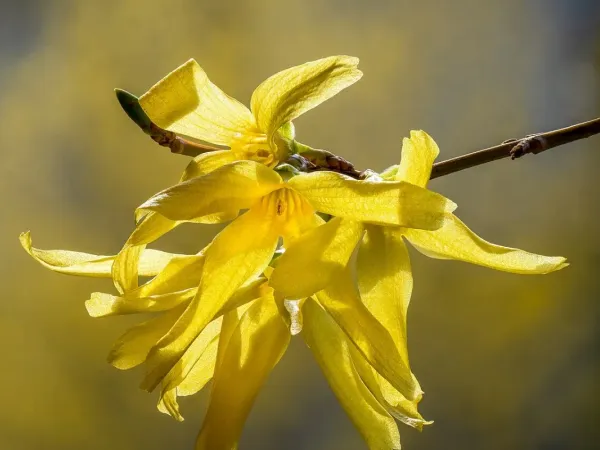 Forsythie