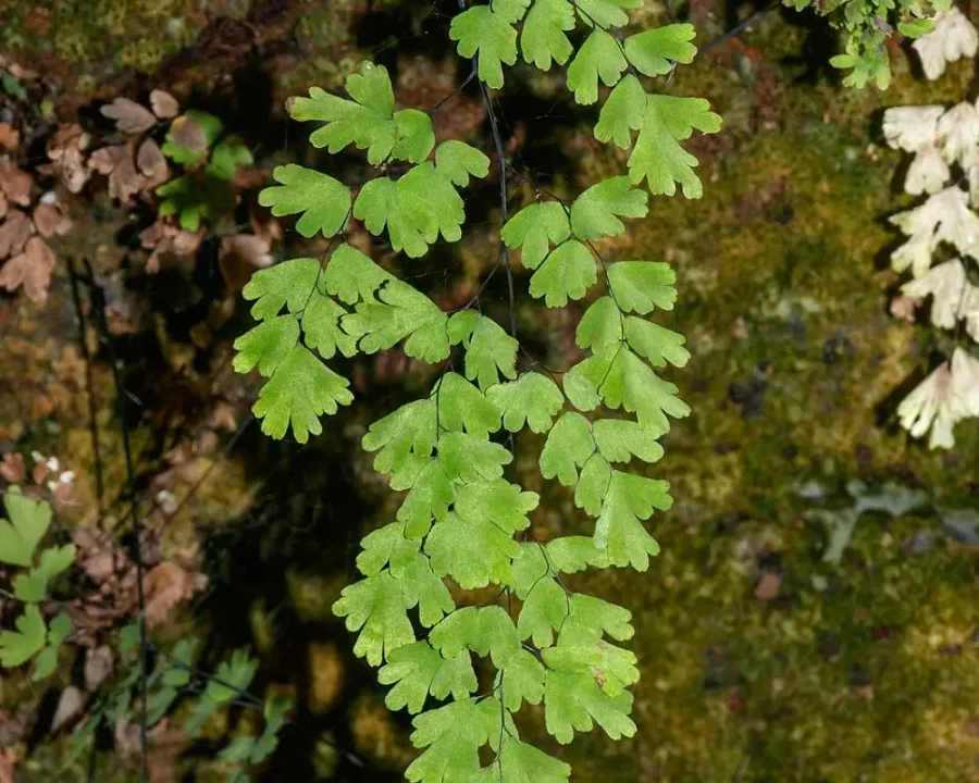 Frauenhaarfarn