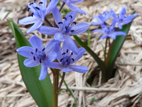 Frühlingssternblume