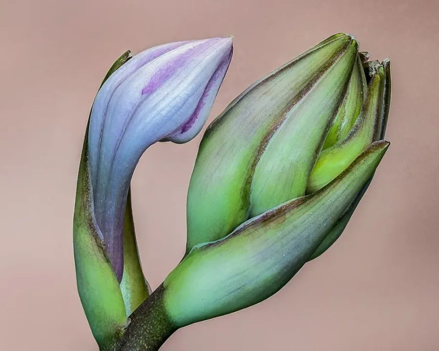 Funkie (Hosta)