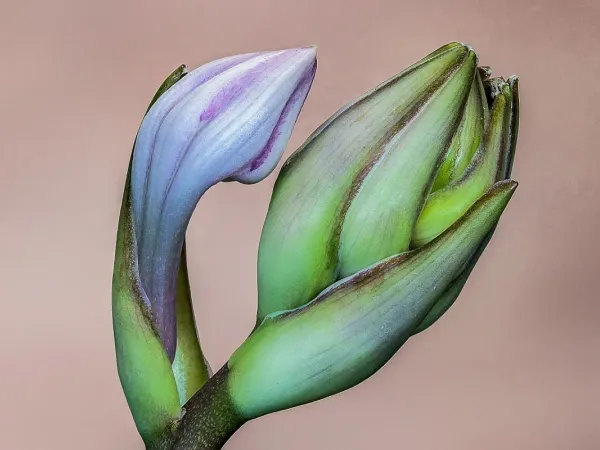 Funkie (Hosta)