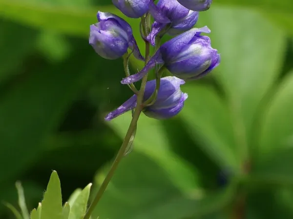 Garten-Rittersporn