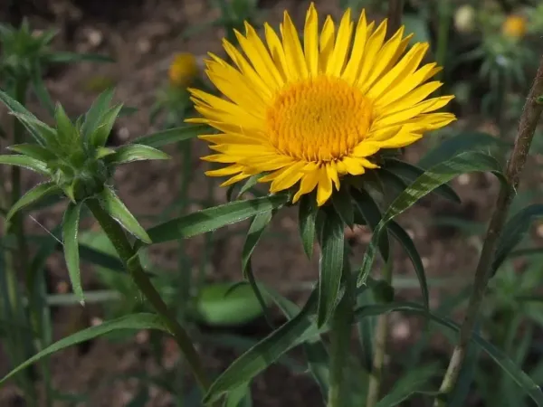 Gartenalant
