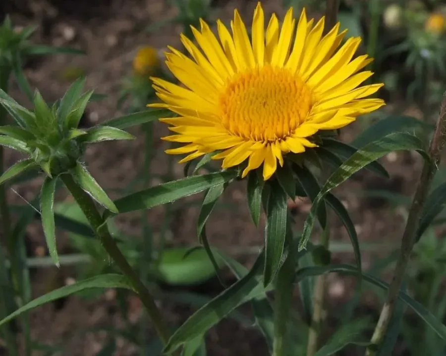 Gartenalant