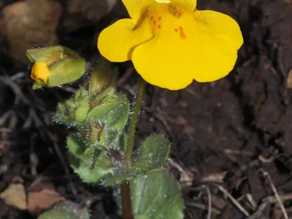 Gauklerblume