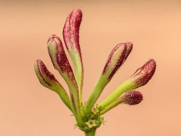 Geißblatt (Lonicera)