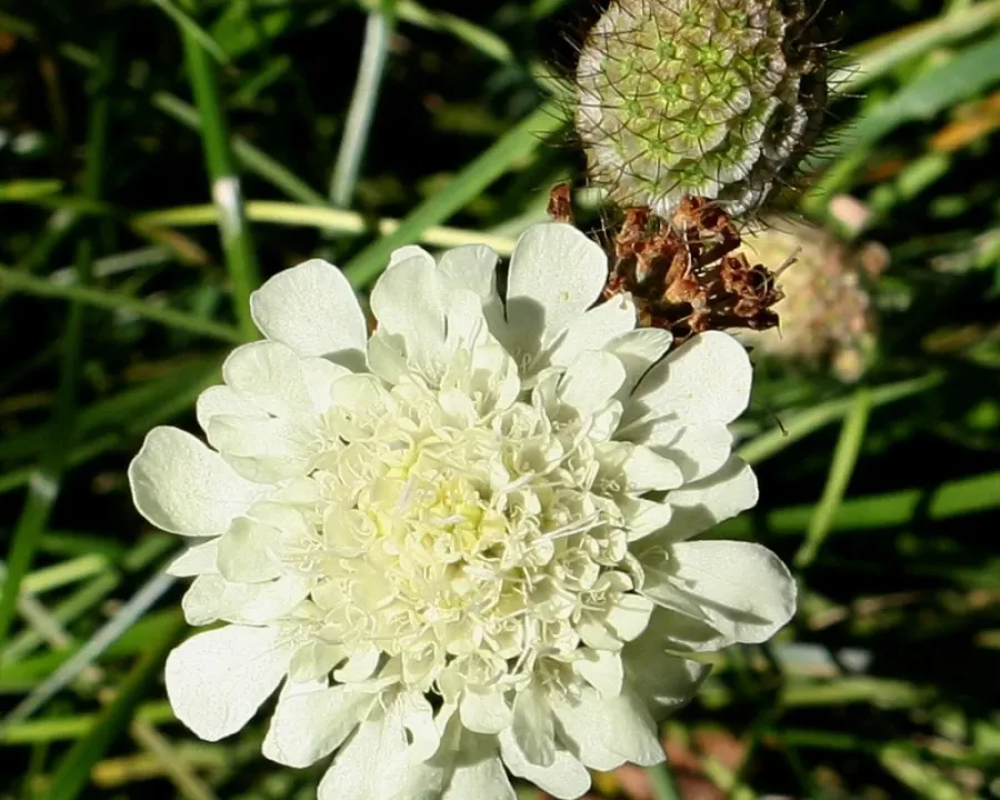 Gelbe Skabiose