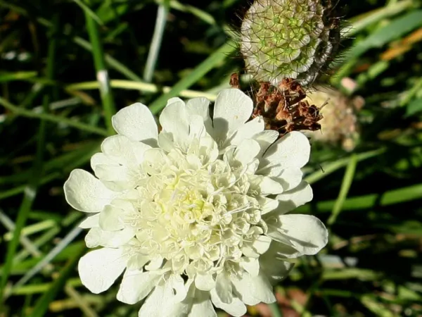 Gelbe Skabiose