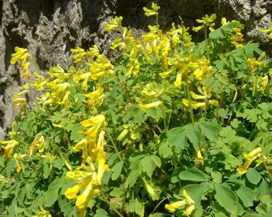 Gelber Lerchensporn