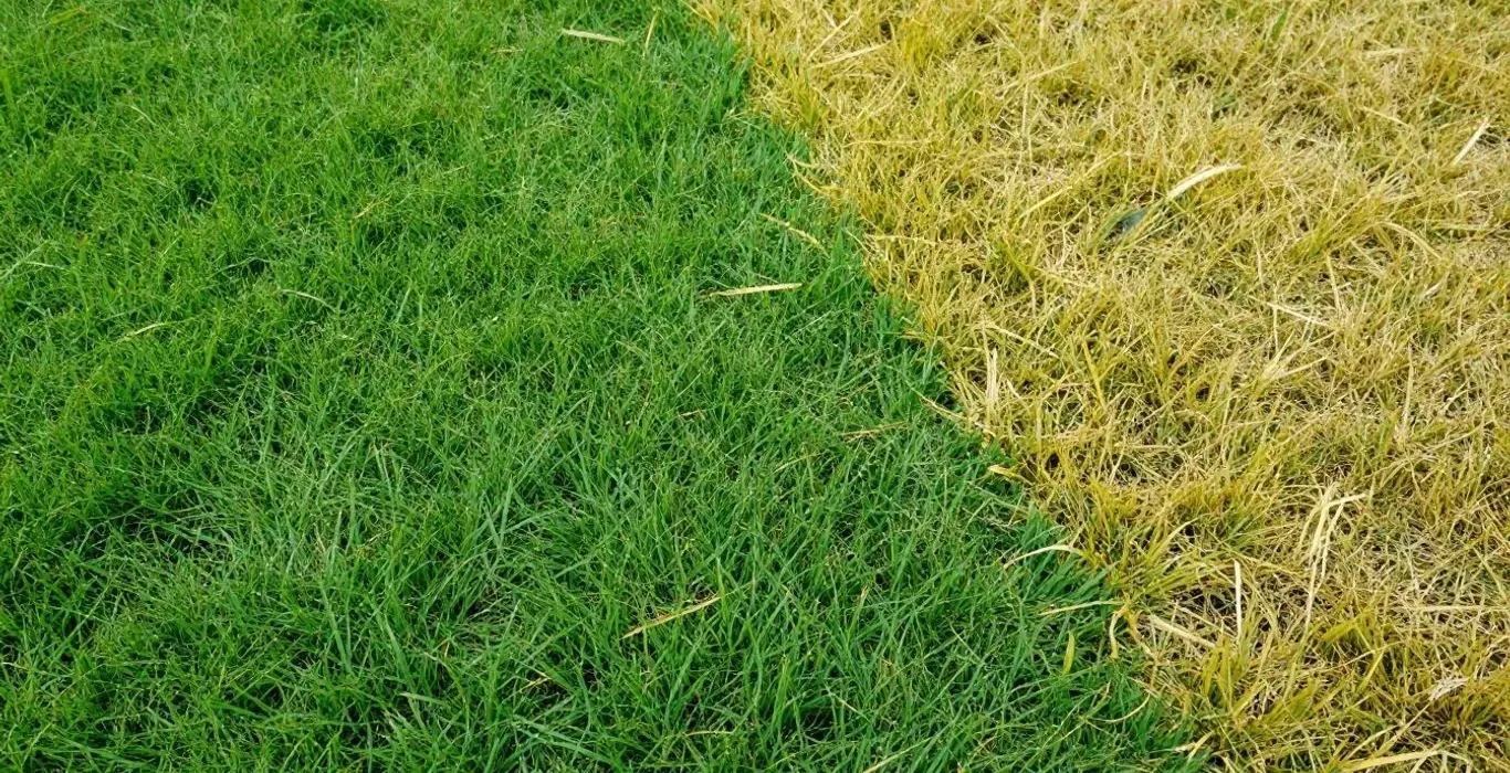 Gelber Rasen im Sommer: Die häufigsten Fehler – und wie du sie vermeidest