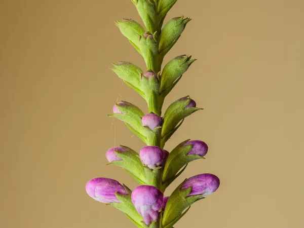 Gelenkblume