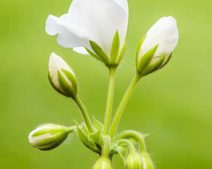 Geranie (Pelargonie)