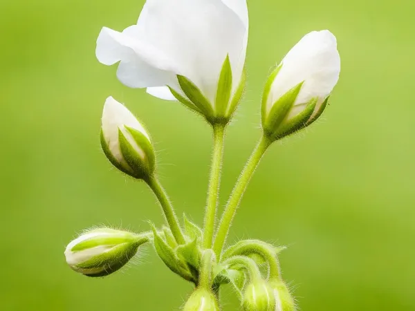 Geranie (Pelargonie)