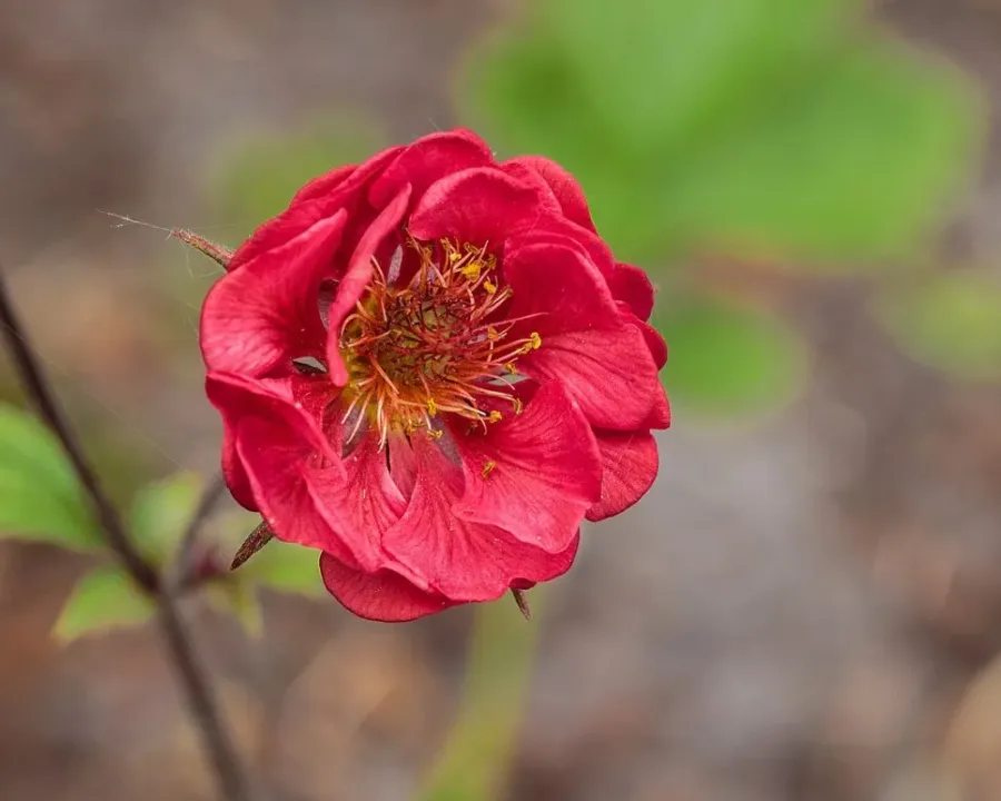 Geum rivale