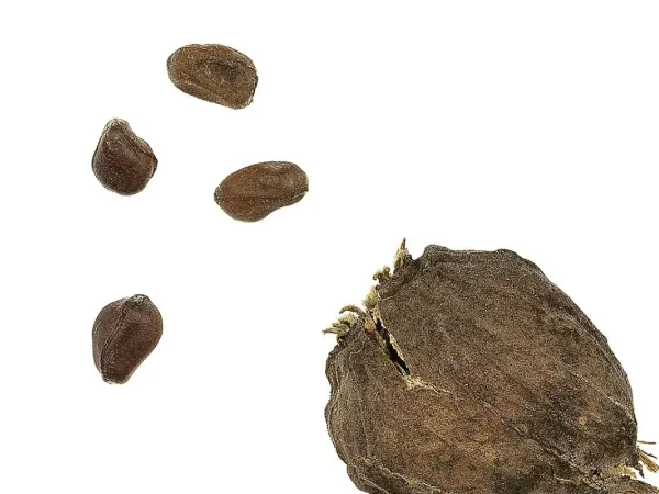 Gewürzstrauch