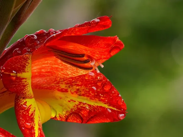 Gladiole