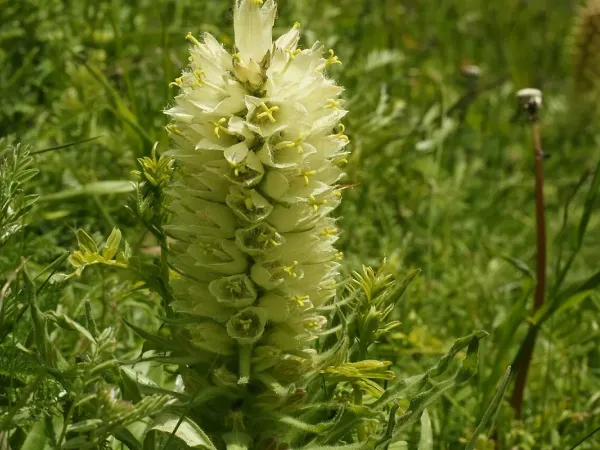 Dolden-Glockenblume