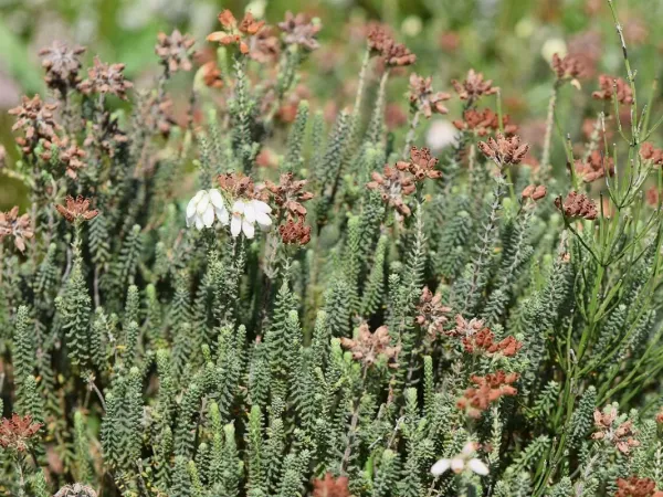 Glockenheide