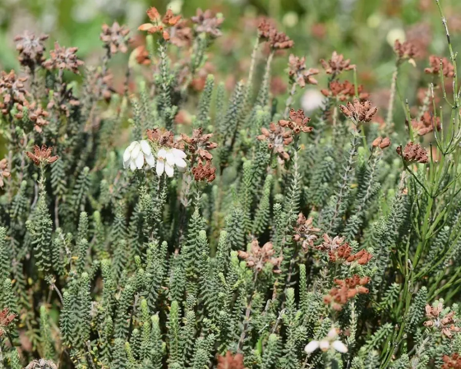 Glockenheide