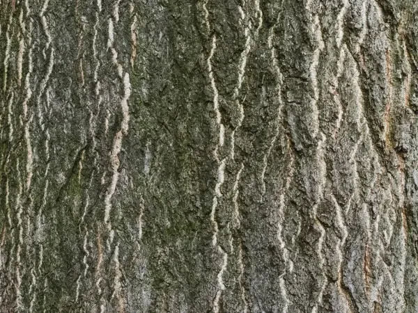 Götterbaum