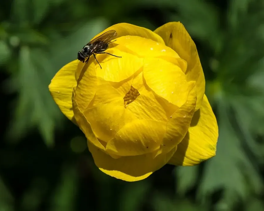 Götterblume