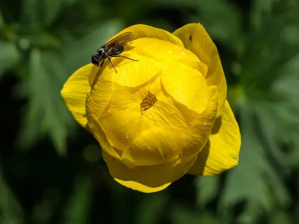 Götterblume
