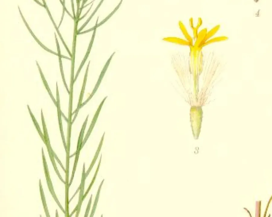 Gold-Aster