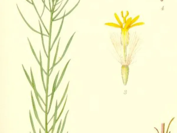 Gold-Aster