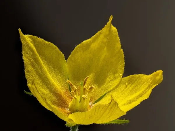 Goldfelberich