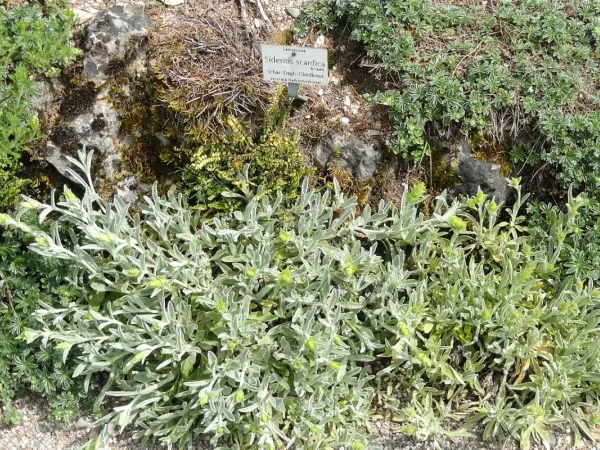 Griechischer Bergtee