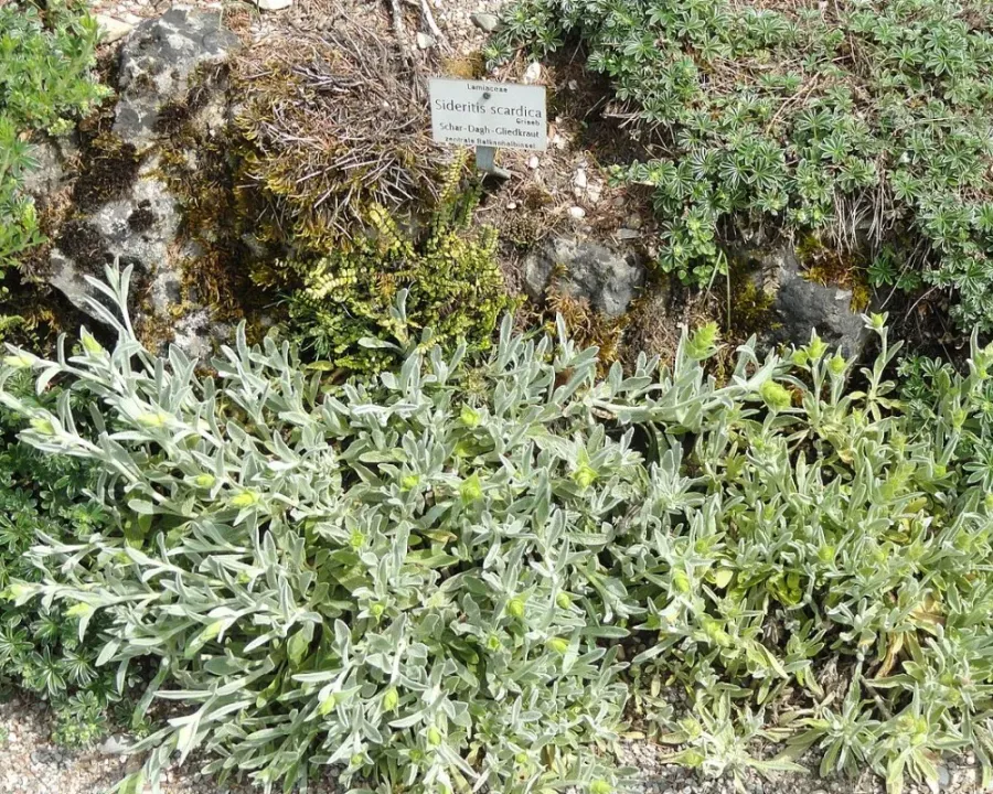 Griechischer Bergtee