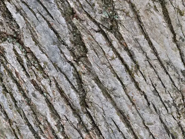 Gurkenmagnolie