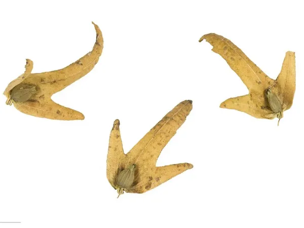 Hainbuche