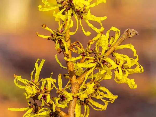 Hamamelis