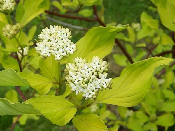Hartriegel
