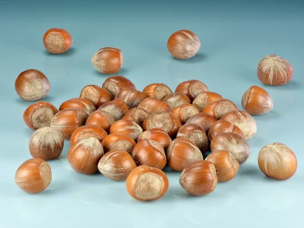 Haselnuss