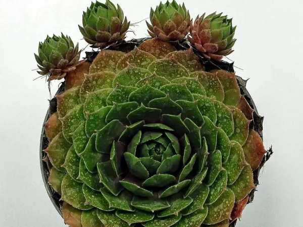 Hauswurz (Sempervivum)