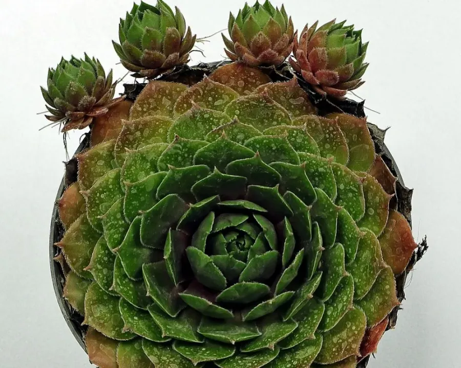 Hauswurz (Sempervivum)